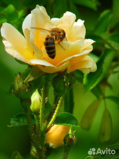 Круглогодично пчёлы для апитерапии