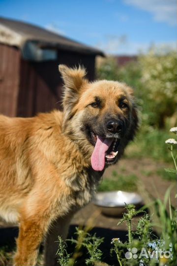 Джесси, фенотип овчарки, ищет любящую семью