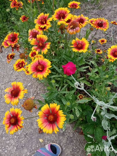 Многолетние цветы, садовые