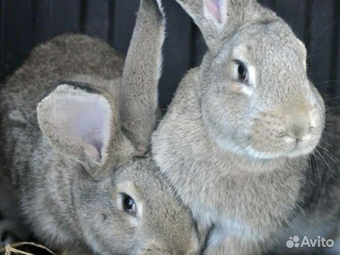Кролики великаны