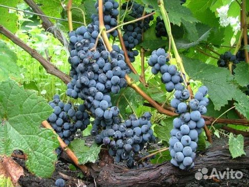 Виноград Альфа