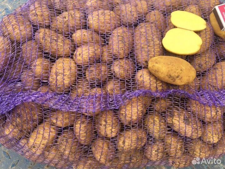 Желтый картофель