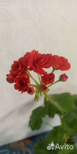 Герань пеларгония