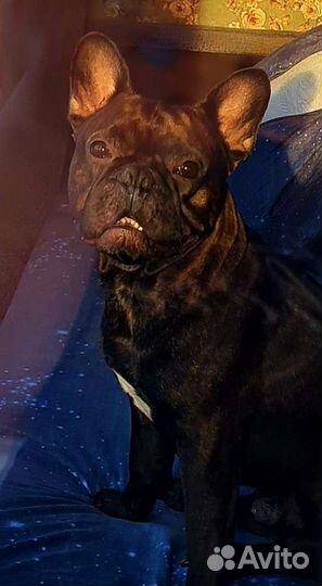 Французский бульдог вязка