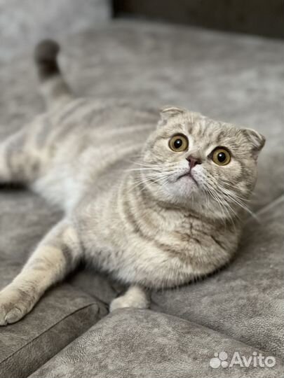 Кот ищет невесту