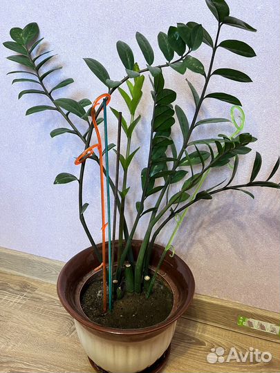 Замиокулькас