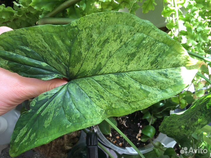 Сингониум мохито, монстера дубиа, филодендроны