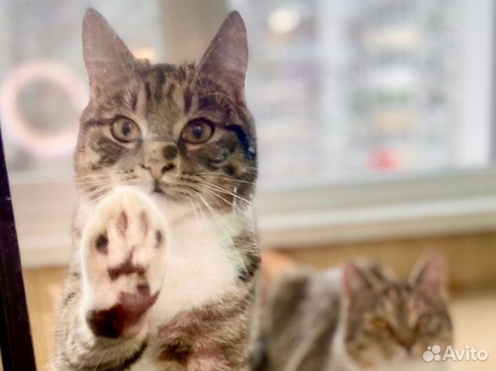 Молодые котики в поисках дома