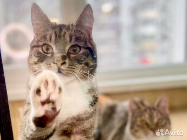 Молодые котики в поисках дома