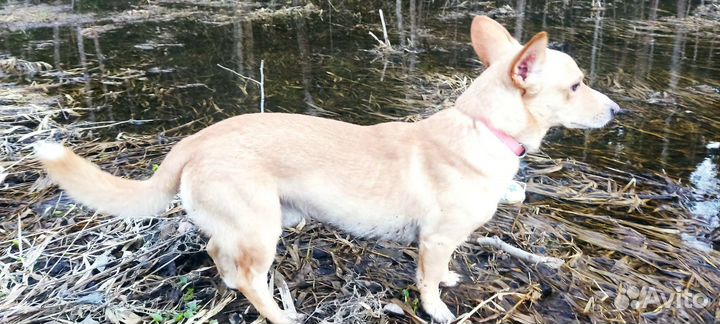 Дорги кобель - вязка