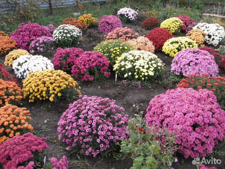 Хризантемы мультифлора