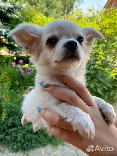 Очаровашка