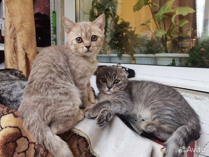 Шотландские котята