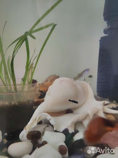 Аквариумные рыбки гуппи и улитки