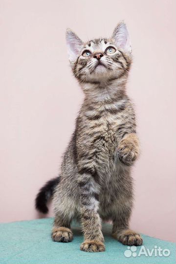 Котик футболист