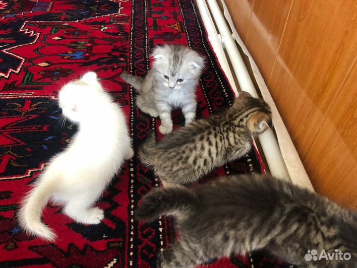 Котята шиншилла