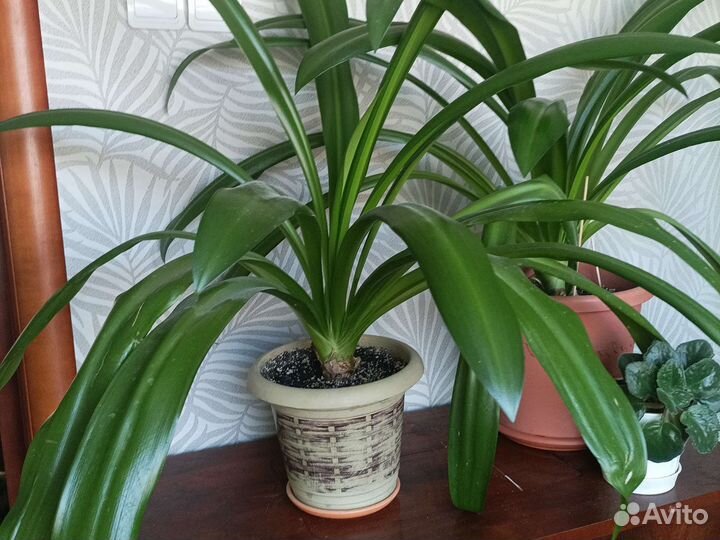 Панкрациум