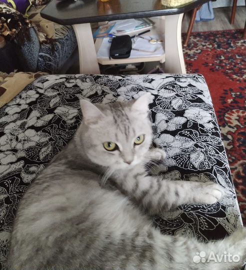 Британская