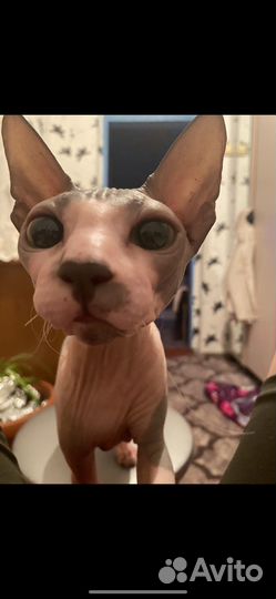 Сфинкс вязка