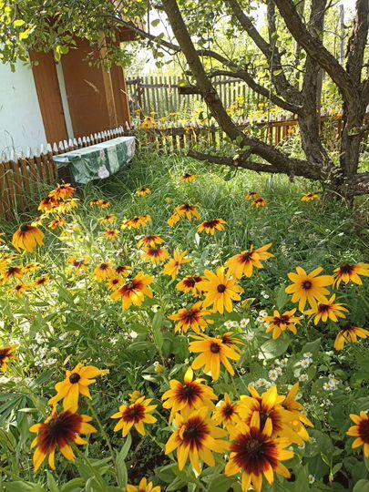 Дача 25 м² на участке 10 сот.