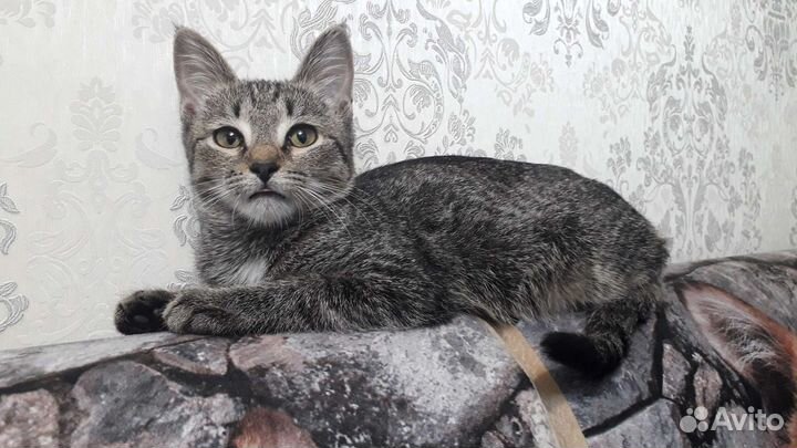 Котёнок в ручки