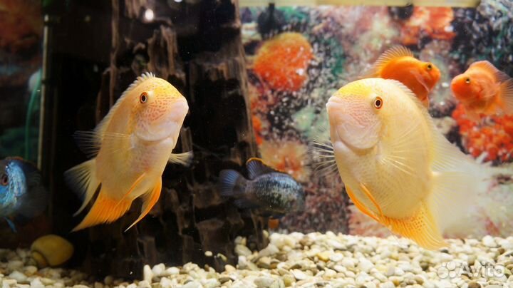 Аквариум с тумбой