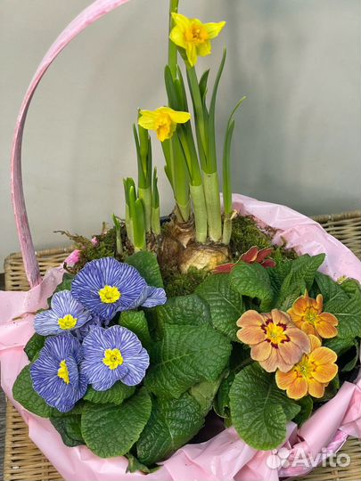 Композиция с нарциссами и примулой