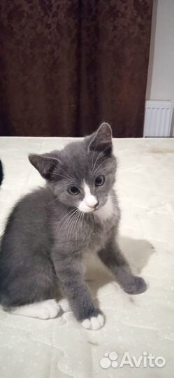 Отдам в добрые руки