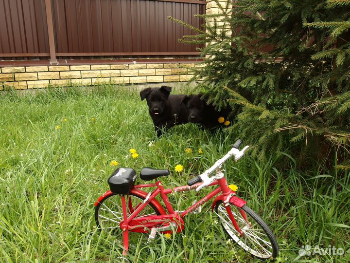 Щенки Восточно европейской овчарки