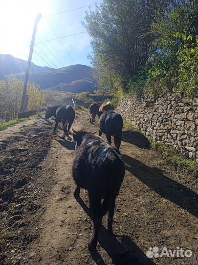 Бычки и телки