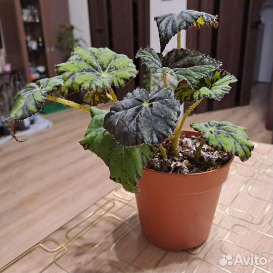 Бегония тигровая