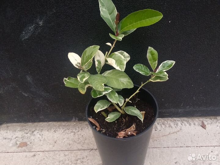 Лимон варегатный Эврика