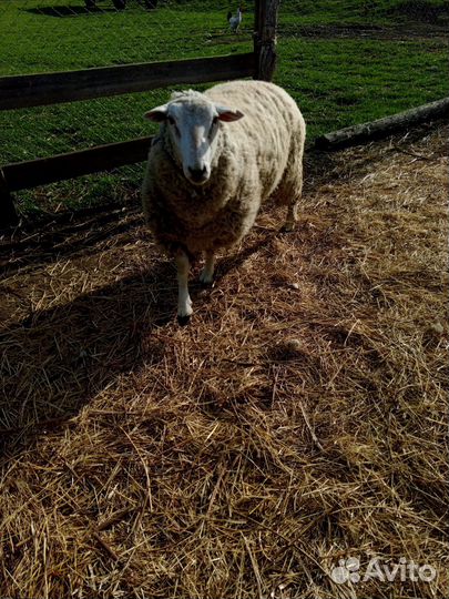 Баран на племя