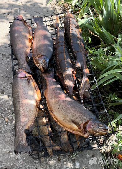 Рыба горячего копчения