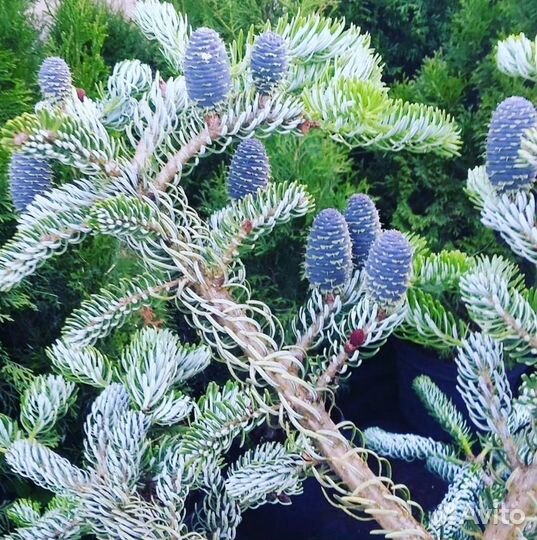 Саженцы декоративных растений