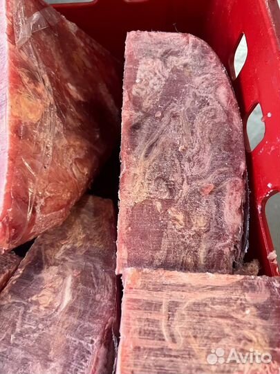 Корм для собак