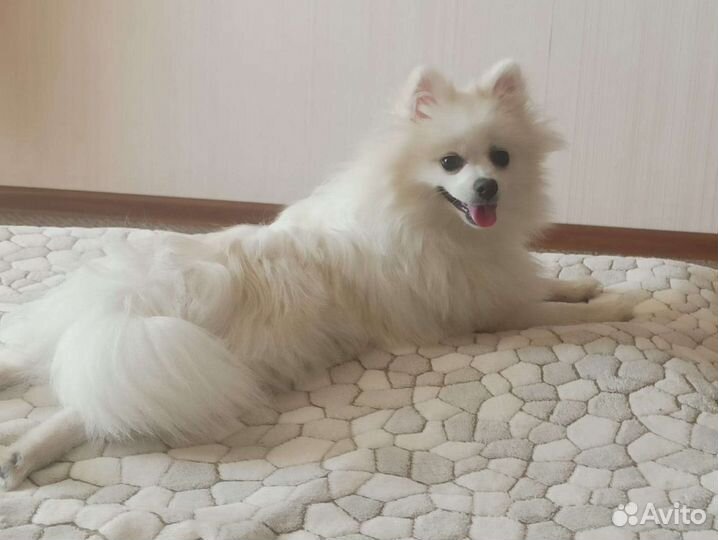 Передержка животных