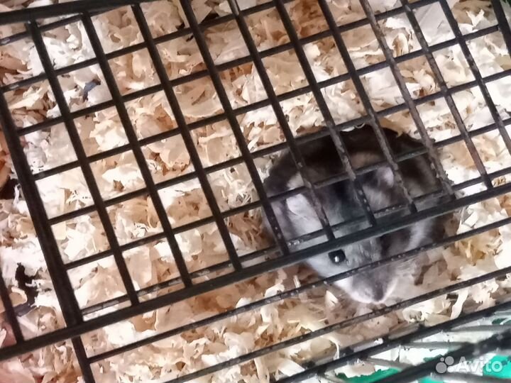 Джунгарский хомяк