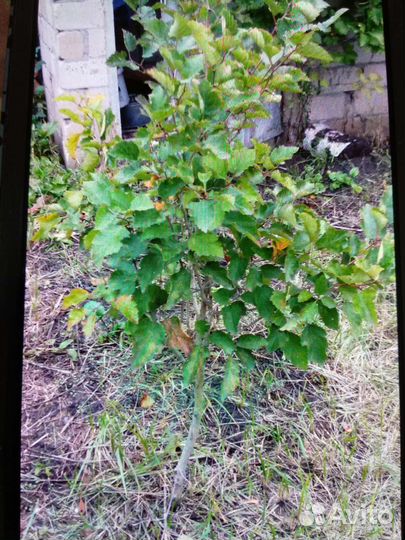 Саженцы боярышника