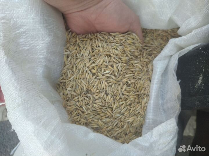 Корм горох, зерно ячмень, кукуруза, овёс