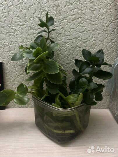 Каланхоэ ростки