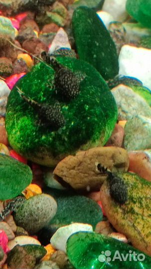 Мальки сомов анциструсов