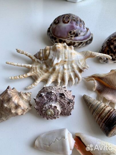 Ракушка морская