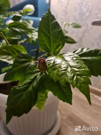 Гибискус китайская роза