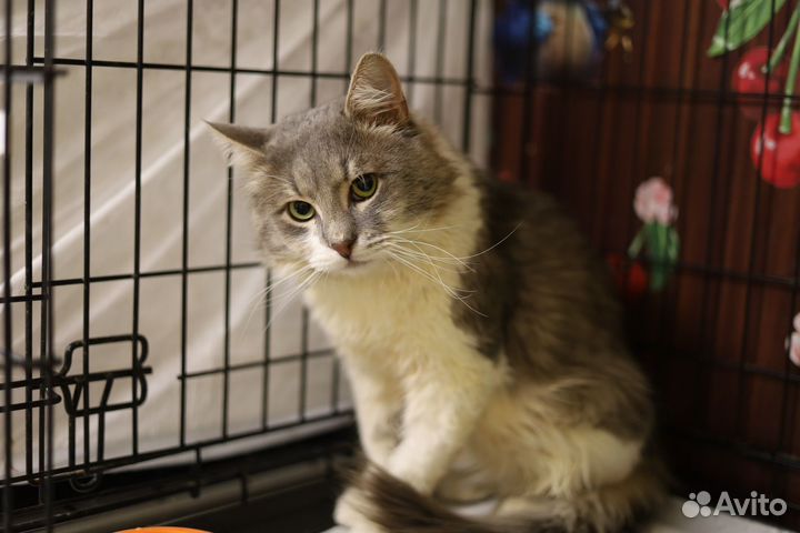 Коты в добрые руки