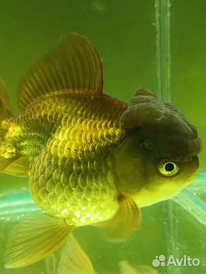 Малек рыб Аранды и реукинов