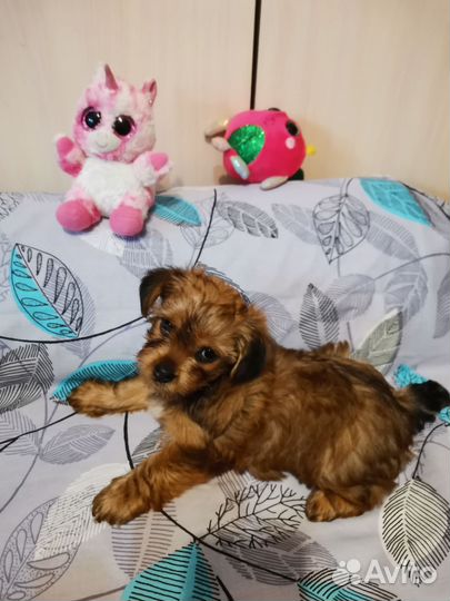 Йоркширский терьер