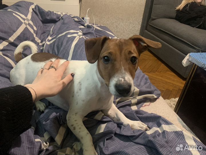 Джекрасер терьер