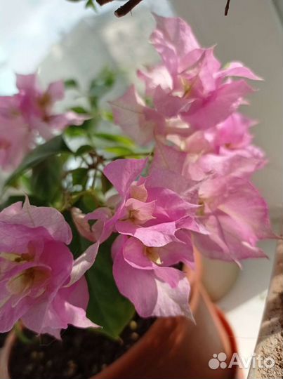 Бугенвиллия