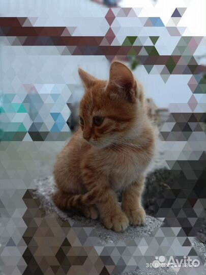 Шотландские вислоухие котята